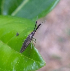 Heterotoma planicornis