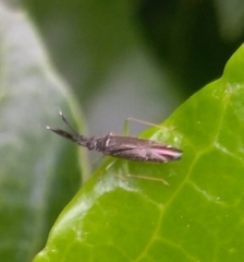 Heterotoma planicornis