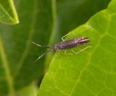 Heterotoma planicornis