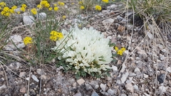Astragalus brevifolius