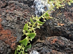 Cryptocarpus pyriformis