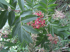 Sambucus sieboldiana pinnatisecta