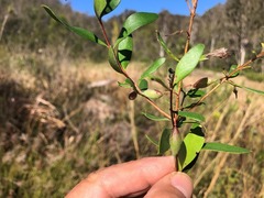 Persoonia sericea