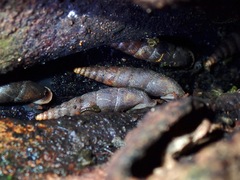 Oospira penangensis
