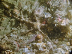 Ophiochasma stellata