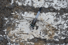 Orthetrum albistylum