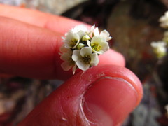 Draba cinerea