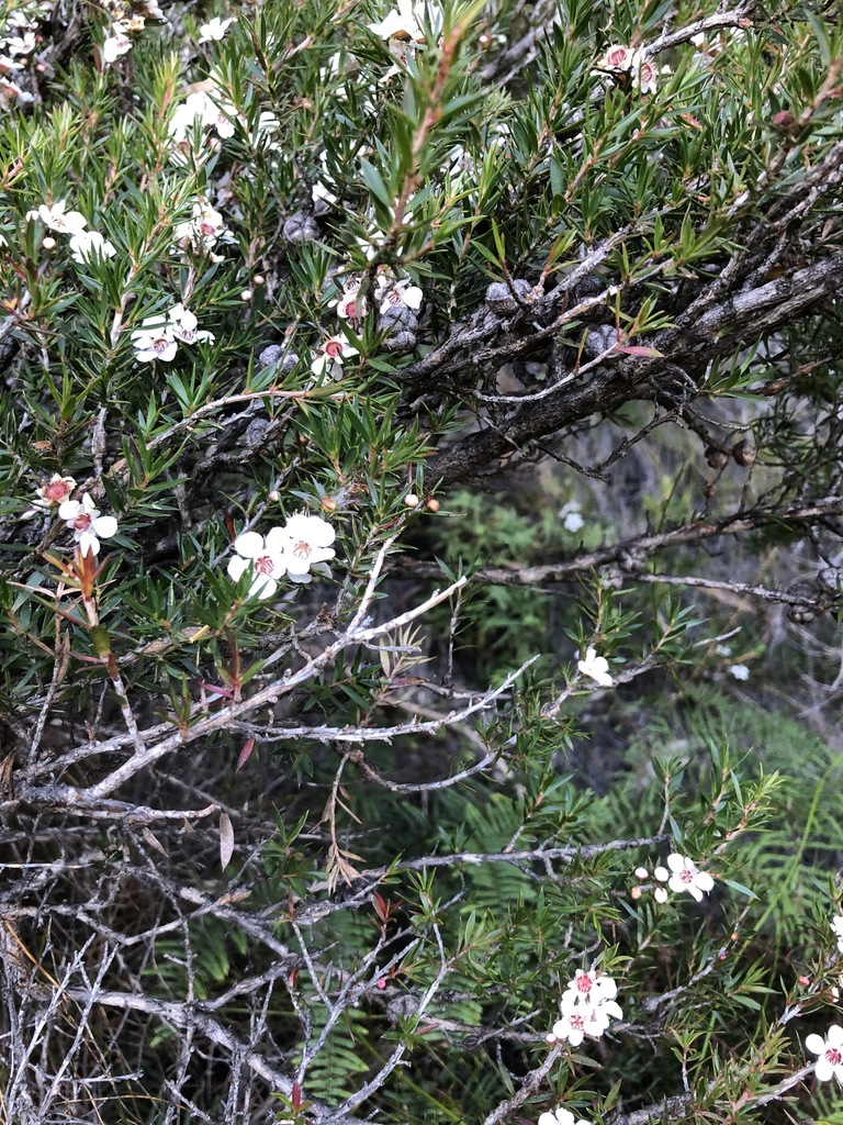 Leptospermum rupicola
