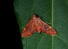 Ischnurges gratiosalis