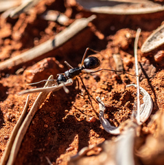 Polyrhachis macropus
