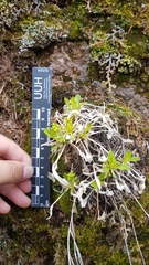 Borodinia macrophylla