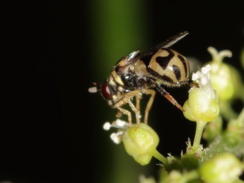 Graptomyza brevirostris