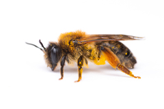 Andrena tibialis