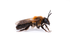 Andrena lapponica