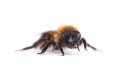 Andrena lapponica