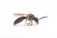 Andrena helvola