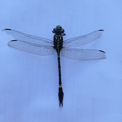 Megalogomphus sommeri