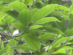 Quercus acuta