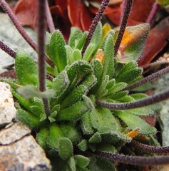 Draba cinerea