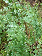 Mimosa malacophylla