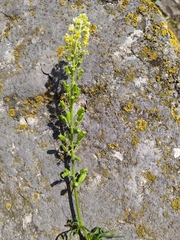 Reseda lutea