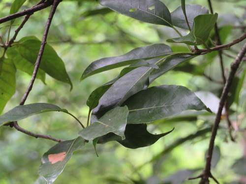 Image of Quercus acuta by (c) Marco Mussita, some rights reserved (CC BY)
