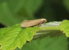 Agnoea subochreella