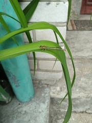 Platycnemis pennipes