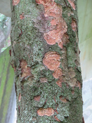 Quercus acuta