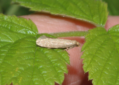 Agnoea subochreella