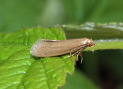 Agnoea subochreella