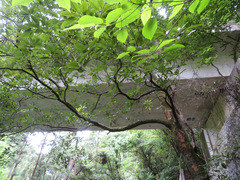 Quercus acuta