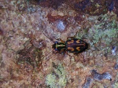Pericalus depressus
