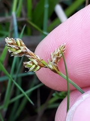 Carex glareosa
