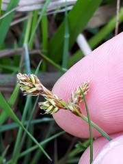 Carex glareosa
