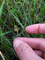 Carex glareosa