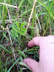 Carex glareosa
