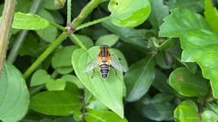 Helophilus eristaloidea
