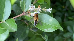 Helophilus eristaloidea