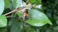 Helophilus eristaloidea