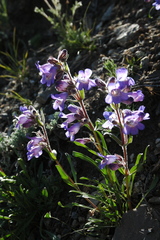 Penstemon gormanii