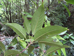 Quercus acuta