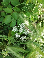 Chaerophyllum temulum