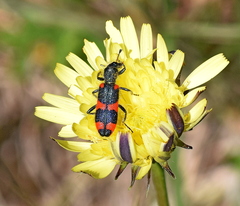 Trichodes punctatus