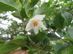 Styrax japonicus