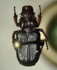 Cremastocheilus spinifer