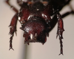 Cremastocheilus spinifer