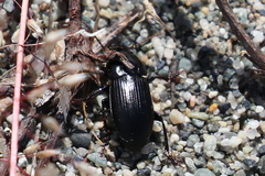 Anisodactylus binotatus