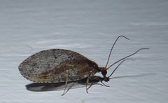 Wesmaelius subnebulosus