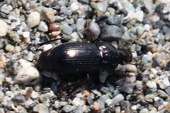 Anisodactylus binotatus